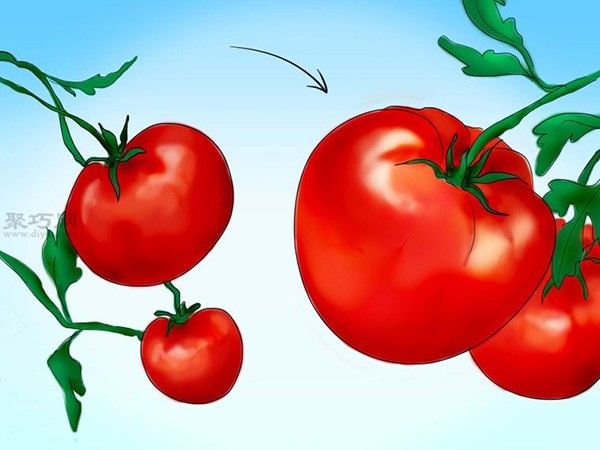 Steps to grow tomatoes from seeds How to grow tomatoes from seeds