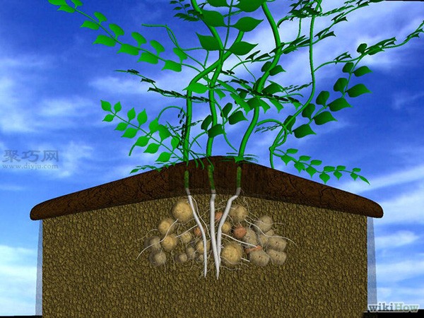 Illustrated Tutorial on Growing Potatoes How to Grow Potatoes