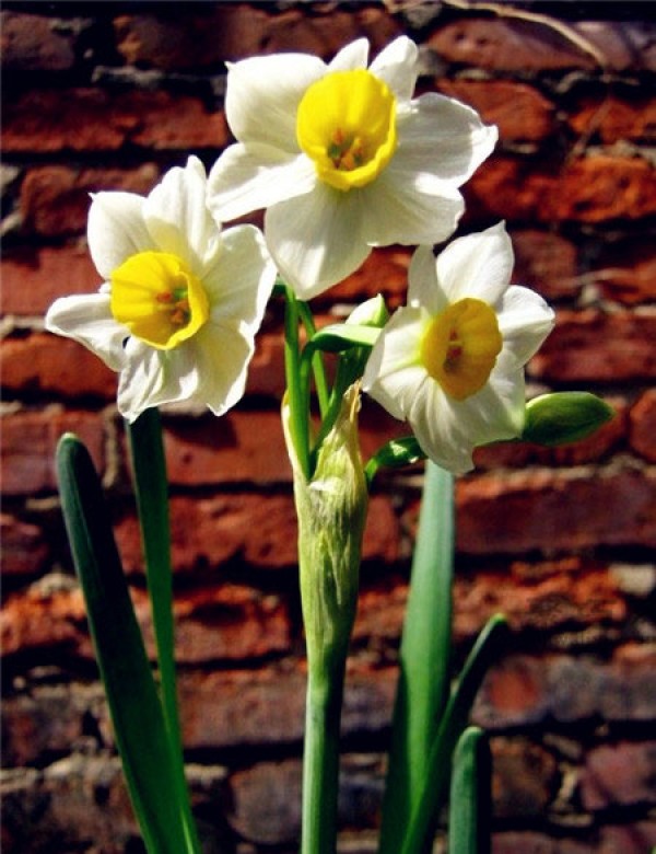 Are daffodils poisonous? What should you pay attention to when growing daffodils indoors?