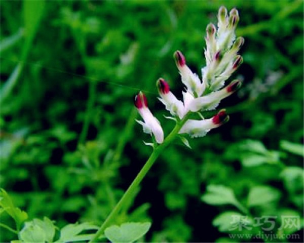 Birthday flower on March 21st: Baiyanhusuo Baiyanhusuo flower language