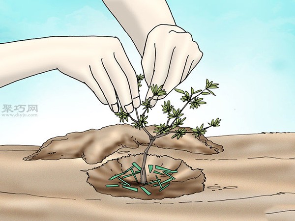 Illustrated Tutorial on Planting Rhododendrons How to Plant Rhododendrons