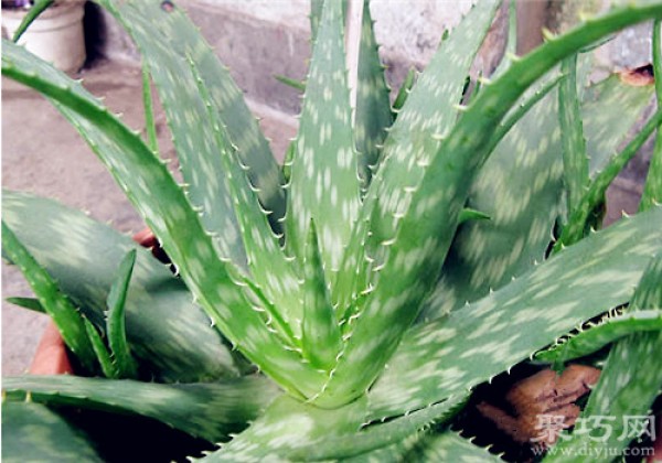 Cultivation methods and propagation methods of the succulent plant Chinese Aloe