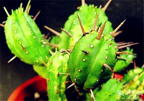 How to breed and propagate the succulent plant Hongcaige