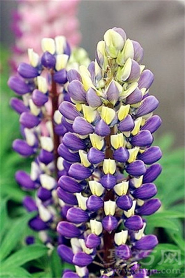 Birthday flower for July 13th: Lupine Lupine flower language