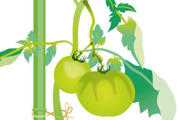 Three common diseases in growing tomatoes and measures to prevent tomato diseases