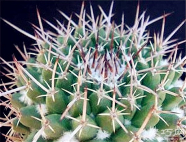 How to cultivate and propagate the succulent plant White Dragon Ball