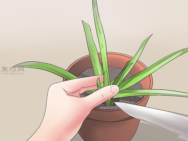 How to Propagate New Aloe Vera Illustrated Tutorial on Growing Aloe Vera