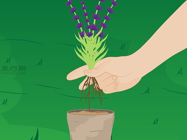 How to grow lavender Learn the steps of growing lavender together