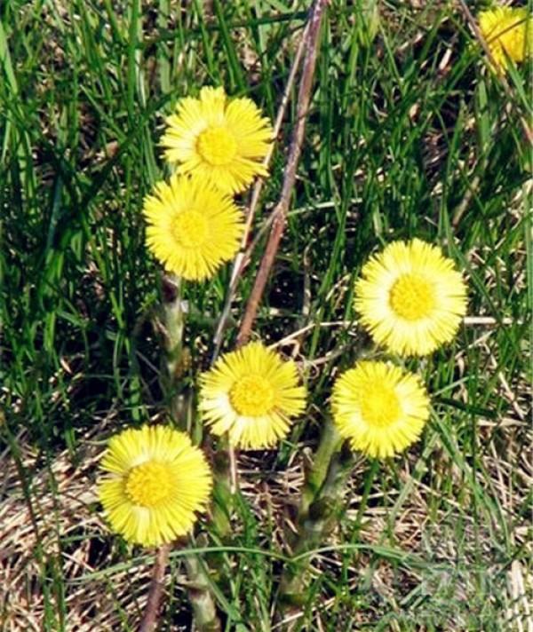 March 15th birthday flower: coltsfoot dandelion coltsfoot dandelion flower language