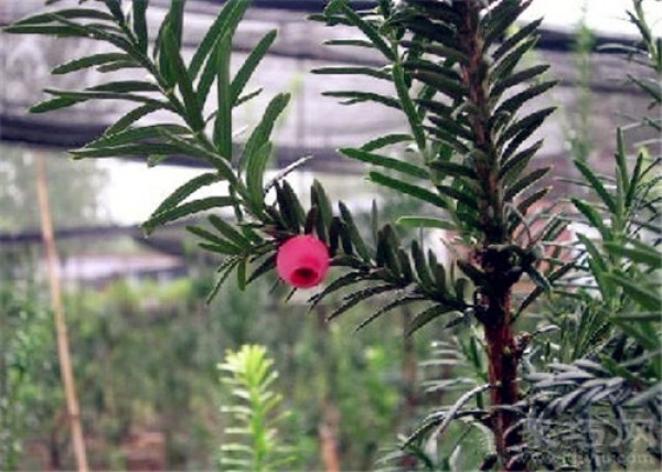 Birthday flower for November 6th: yew, yew flower language