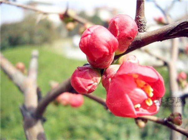 Begonia flower pictures and what is the flower language of Begonia flower?