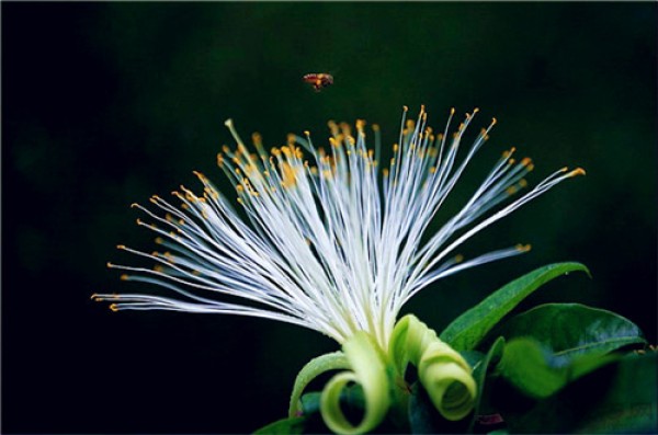 When does the money tree bloom? How to grow a money tree so that it can bloom