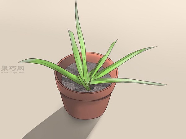 How to Propagate New Aloe Vera Illustrated Tutorial on Growing Aloe Vera