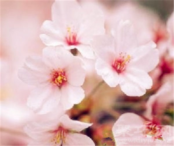 Birthday flower for November 2nd: Winter Cherry Blossoms Winter Cherry Blossoms Flower Language