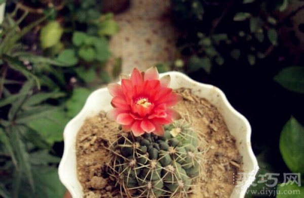 When does prickly pear bloom and what does prickly pear bloom mean?