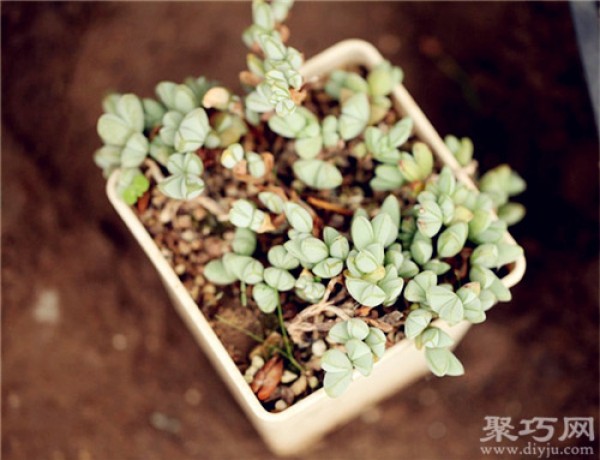 Methods of cultivating and propagating succulent jasper lotus