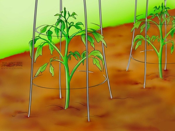 Steps to grow tomatoes from seeds How to grow tomatoes from seeds