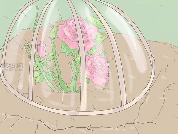 Growing roses tutorial How to grow roses