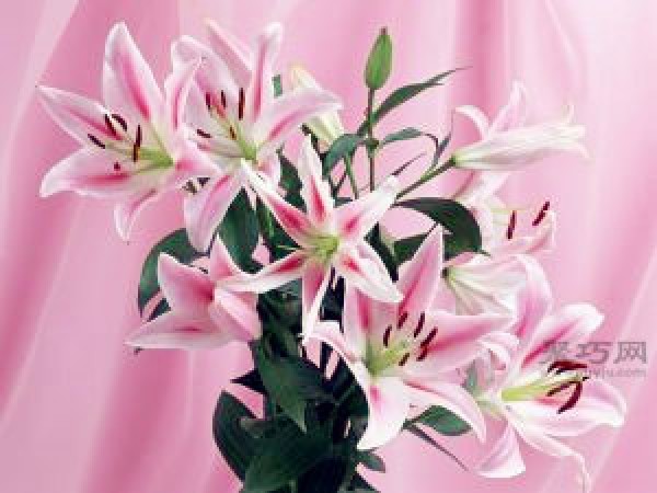 What is the flower language of lilies? Lily flower language encyclopedia