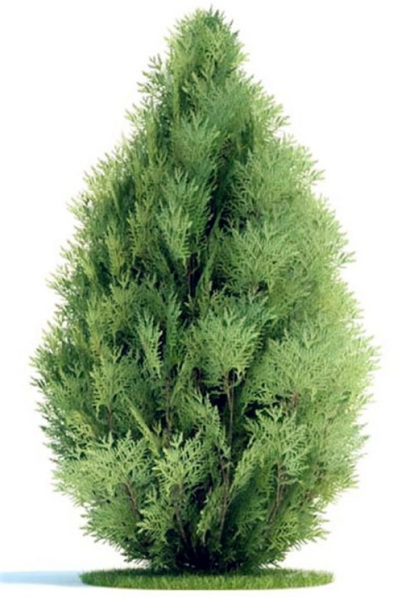 Birthday flower for December 13th: Platycladus arborvitae Flower language of Platycladus orientalis