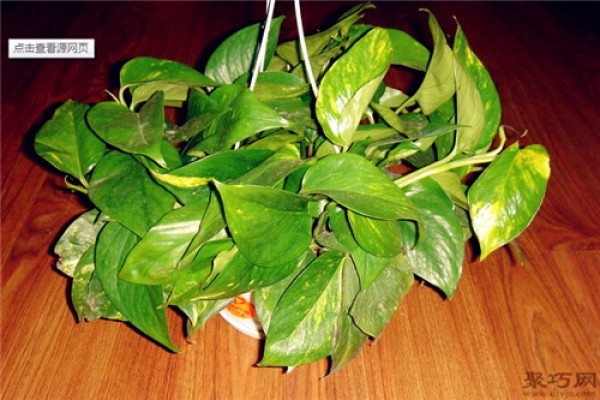 What should I do if the green radish leaves turn black? Solution to Pothos Dark Spots