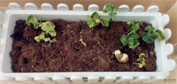 Money tree seed planting method teaches you how to plant seeds with high germination rate