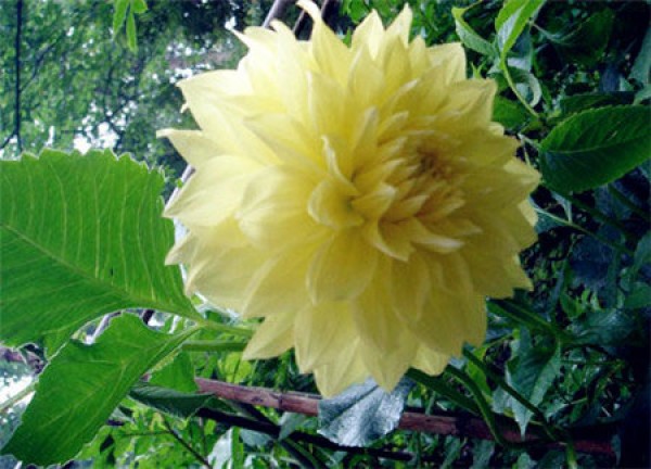 A short-lived flower, just for Wei Tuo. The legend of the flower language of the night-blooming pan.