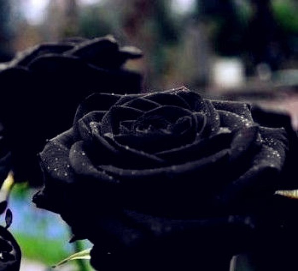 What is the meaning of black rose? How much does a black rose cost?