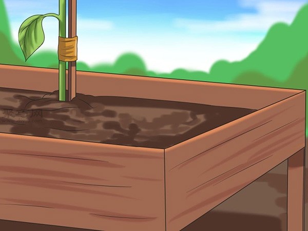 How to care for sunflowers. Picture tutorial of planting sunflowers.