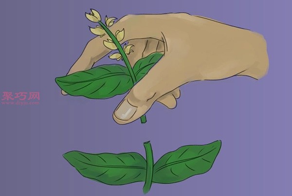 How to Care for Basil Growing Basil Illustrated Tutorial