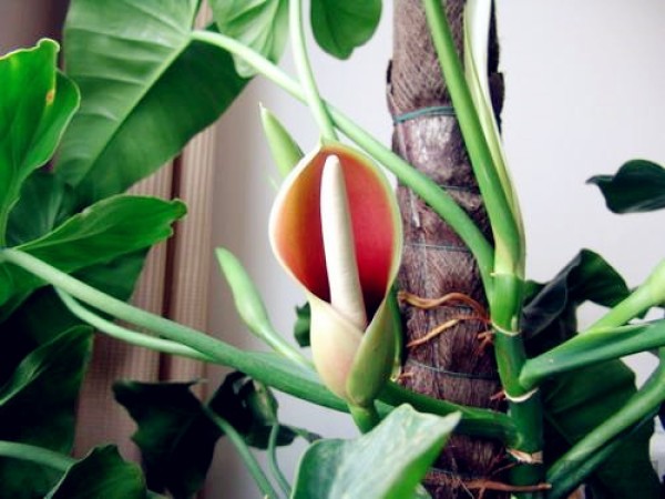 Will big-leaved pothos bloom? Are pothos blossoms poisonous?