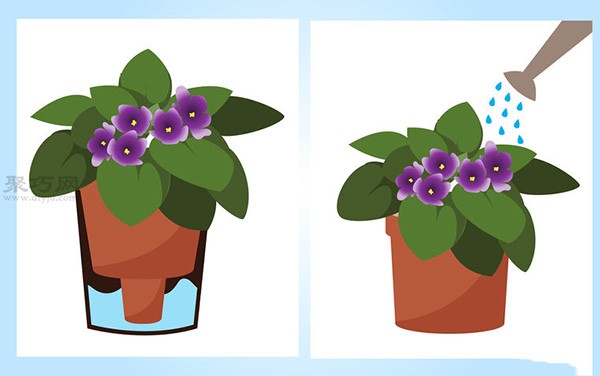 How to grow African pansy How to grow African pansy in pots