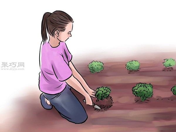 Tutorial on growing peanuts How to grow peanuts