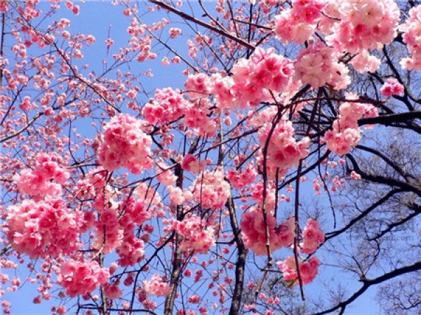 What is the flower language of cherry blossoms? A complete collection of various cherry blossom flower language