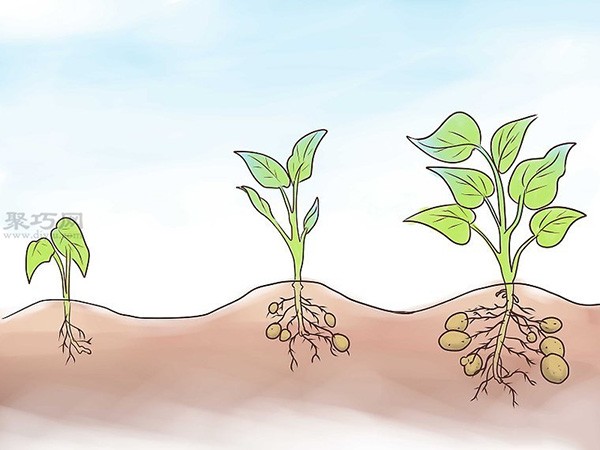 How to grow sweet potatoes and teach you how to grow sweet potatoes