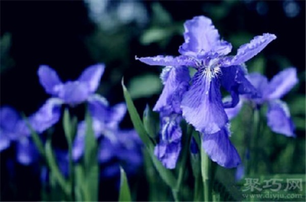 Birthday flower for May 12th: Iris Flower Language of Iris