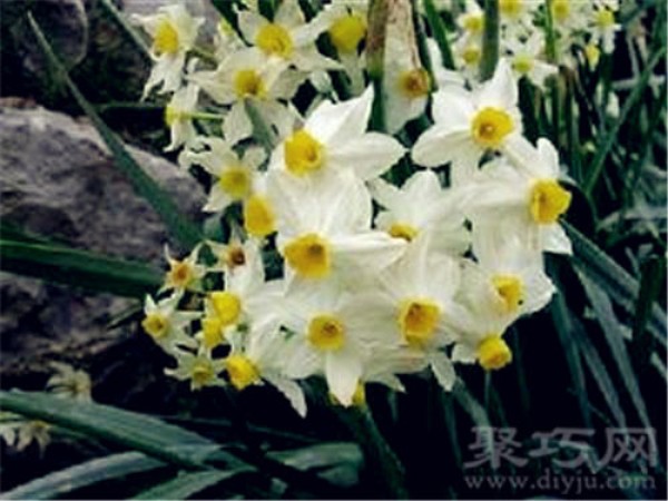 Birthday flower for March 23: Peerless Narcissus Peerless Narcissus Flower Language