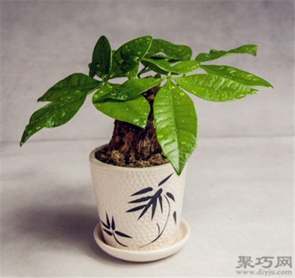 How to propagate and cultivate money tree