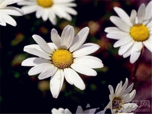 Birthday flower for October 5th: Chamomile Chamomile flower language