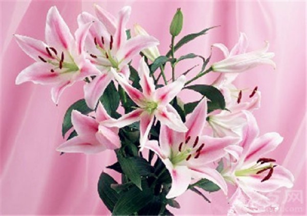 Birthday flower for July 21st: American Lily Flower Language of American Lily