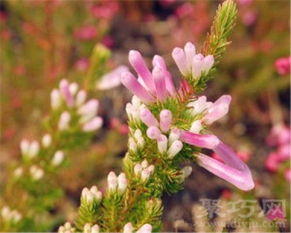 Birthday flower for December 22: Heather Heather flower language