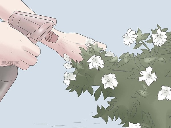 Illustrated Tutorial on Planting Gardenias How to Plant Gardenias