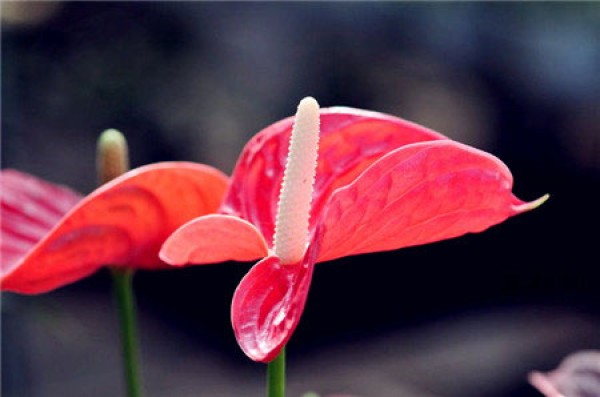 What does the anthurium flower mean? What is the flower language of anthurium flowers?