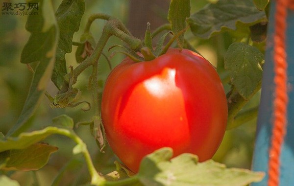 How to pick tomatoes What you must pay attention to when picking tomatoes