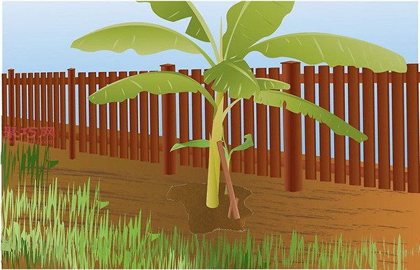 Banana planting technology teaches you how to grow bananas at home