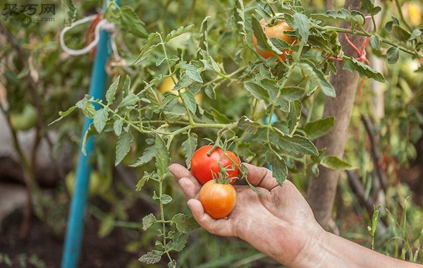 How to pick tomatoes What you must pay attention to when picking tomatoes