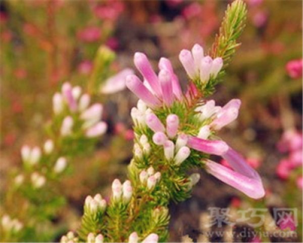 Birthday flower for December 26th: Heather Heather flower language