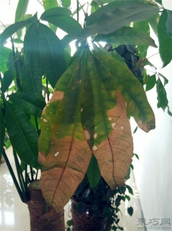 Causes and prevention and treatment of leaf spot disease on Money Tree