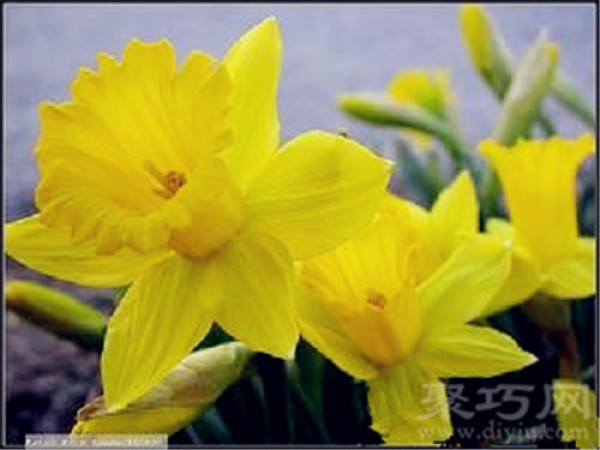 Birthday flower for February 9th: Daffodil Daffodil flower language