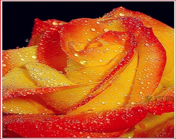 What is the meaning of orange rose? What does the orange rose mean?